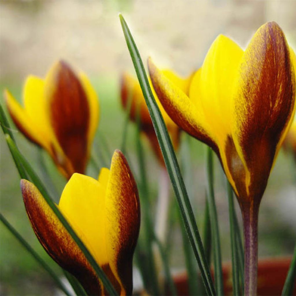 Crocus chrysanthus Zwanenburg Bronze - Crocus doré