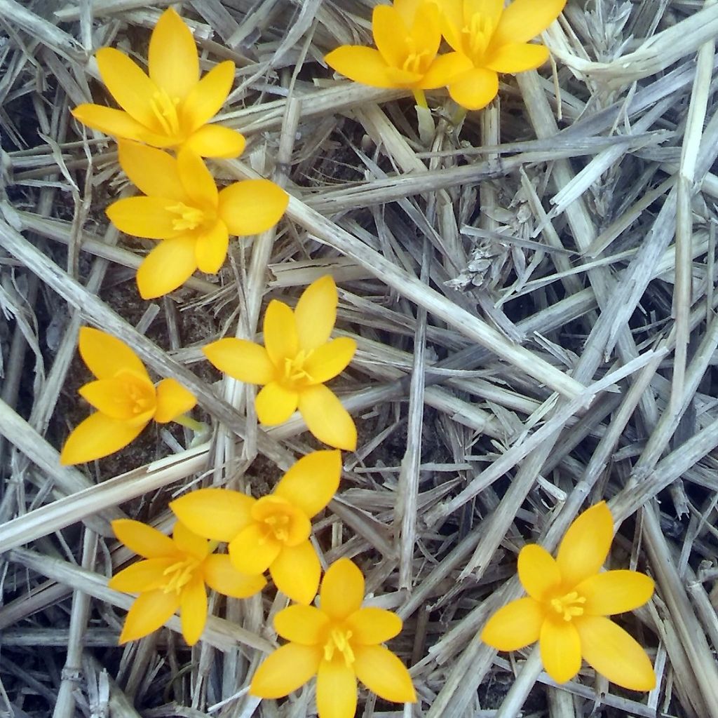 Crocus gargaricus - Crocus de Gargano