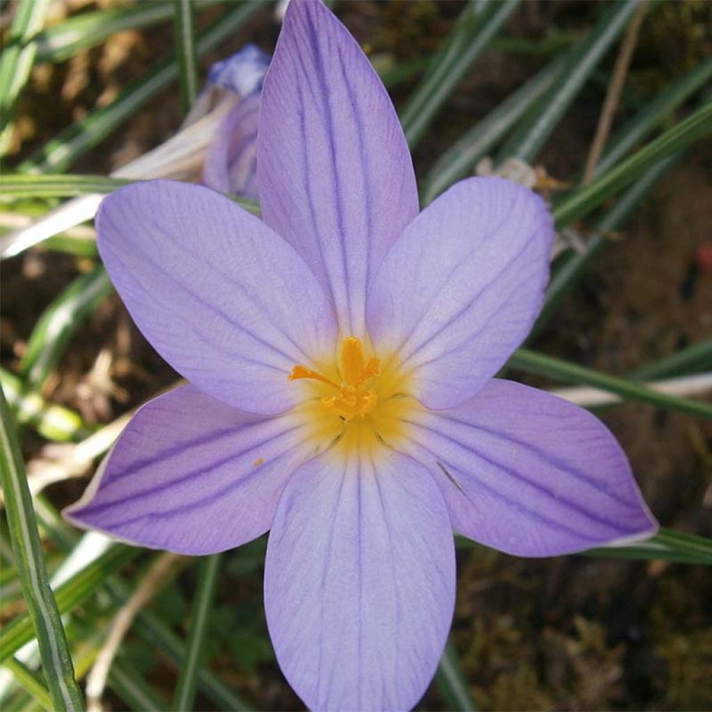 Crocus imperati De Jager