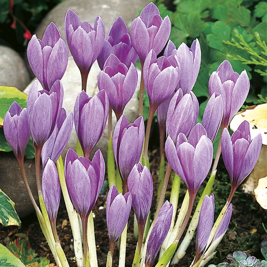 Crocus ligusticus