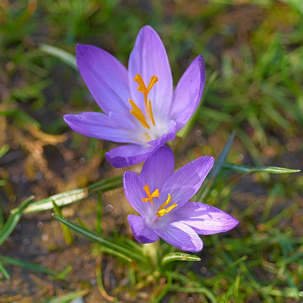 Crocus ligusticus