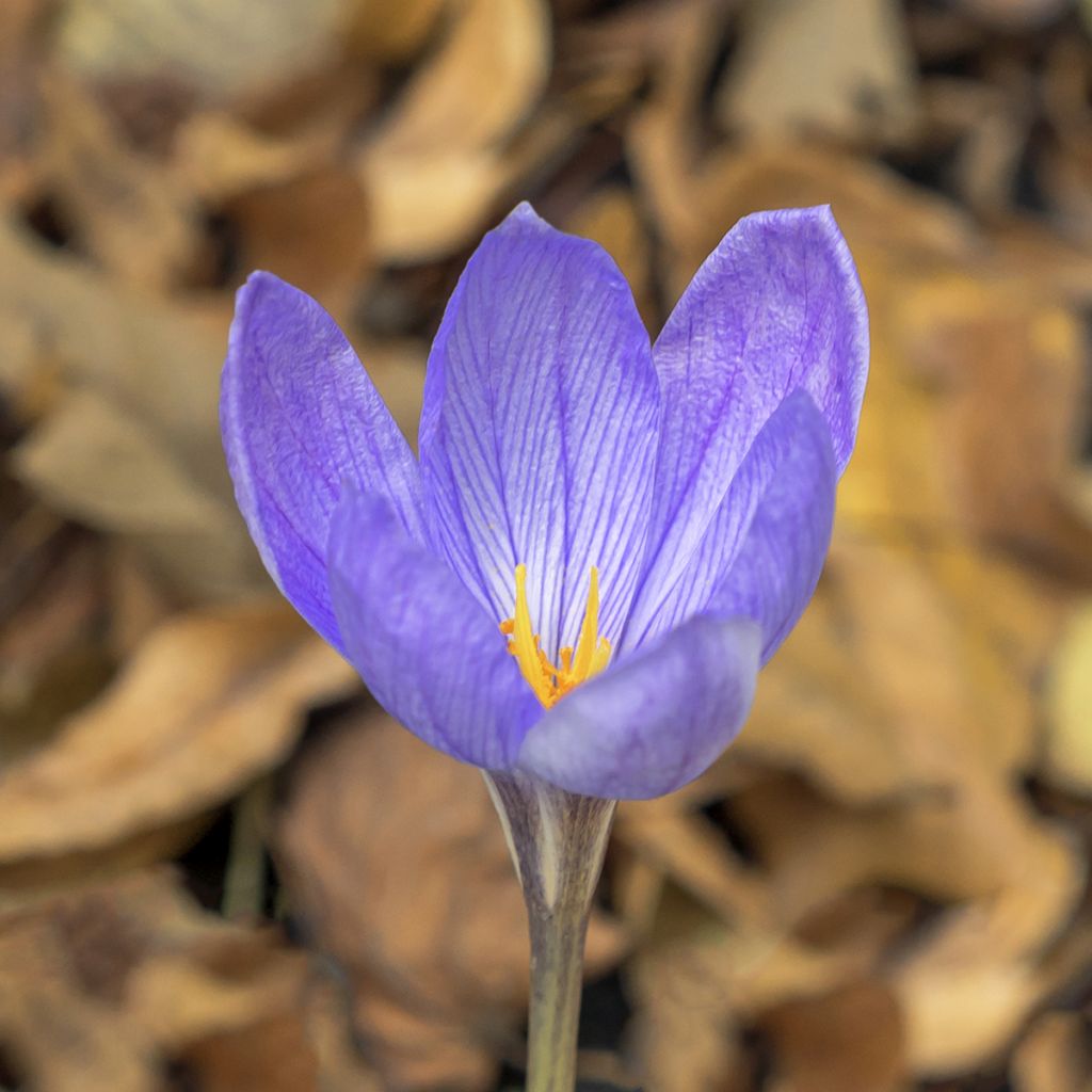 Crocus ligusticus