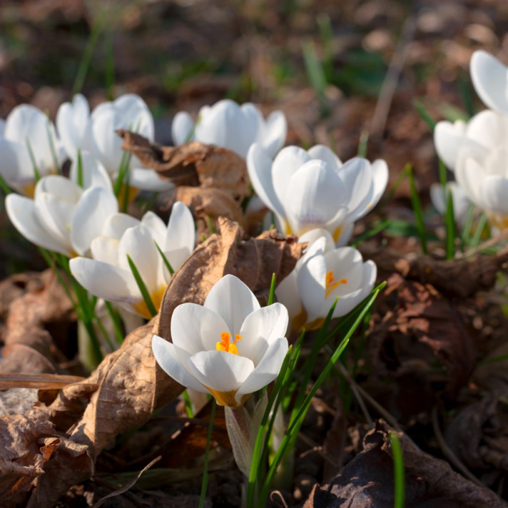 Crocus botanique malyi