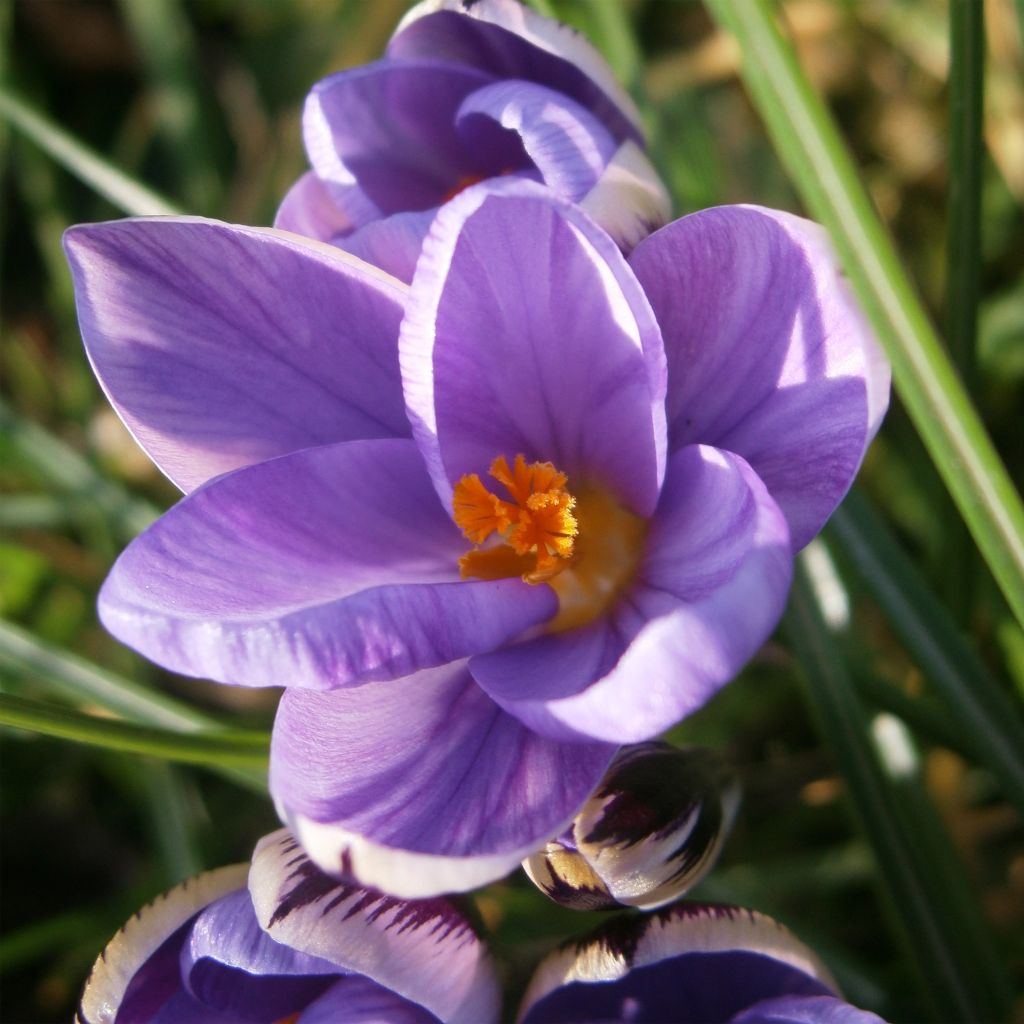 Crocus minimus - Petit crocus