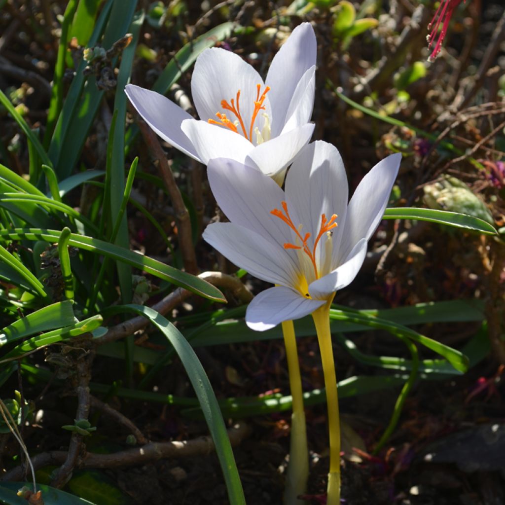 Crocus pulchellus Zephyr - Crocus d'automne