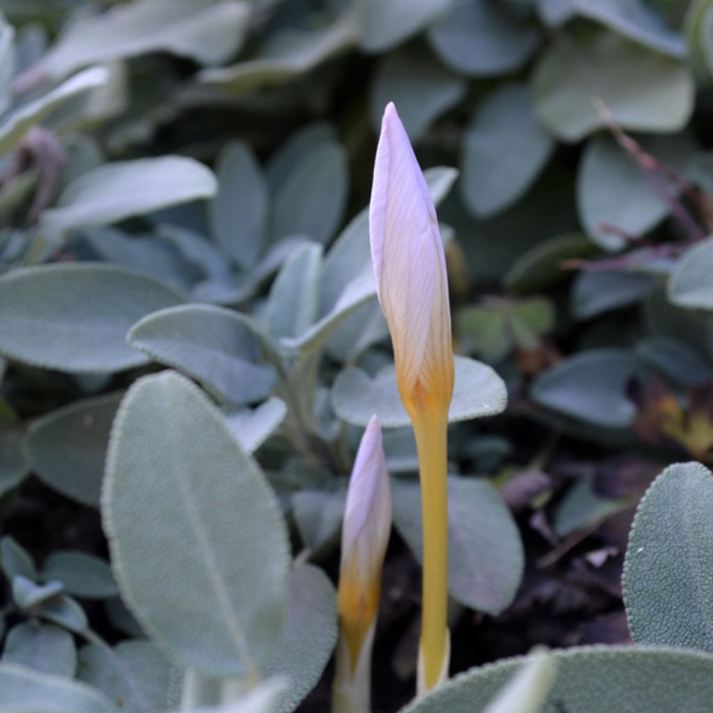 Crocus pulchellus Zephyr - Crocus d'automne