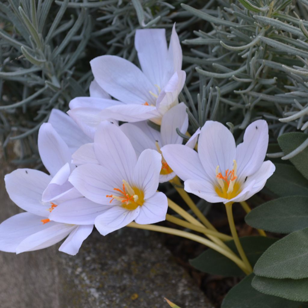 Crocus pulchellus Zephyr - Crocus d'automne