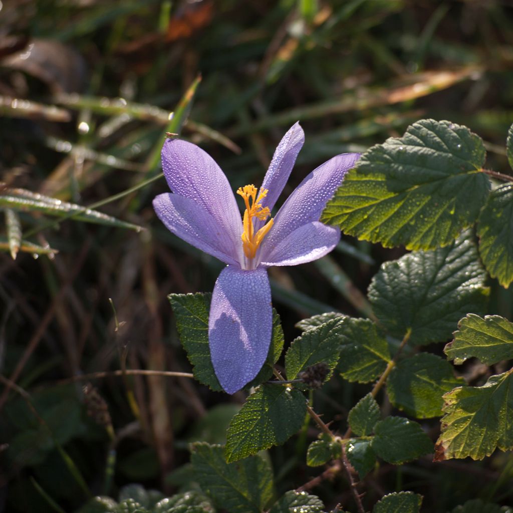 Crocus serotinus subsp. salzmannii