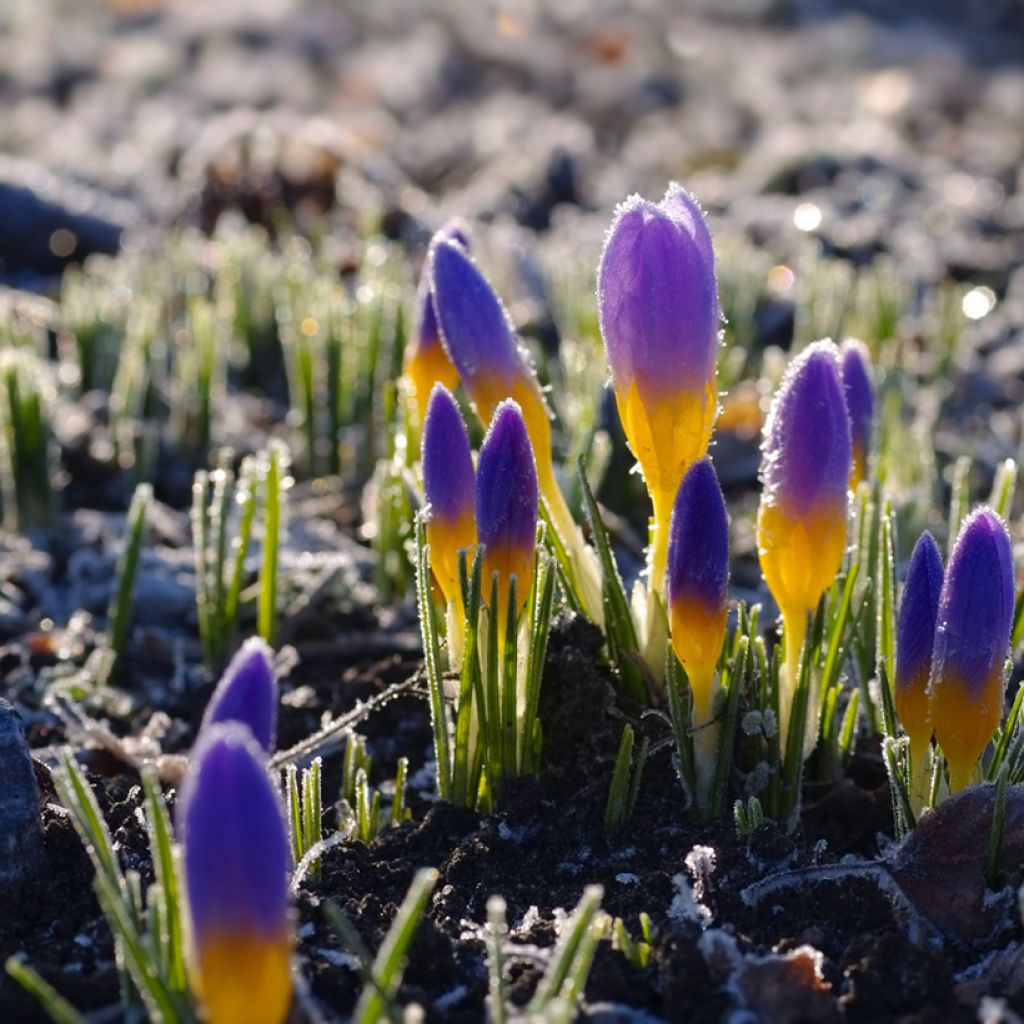 Crocus sieberi Firefly