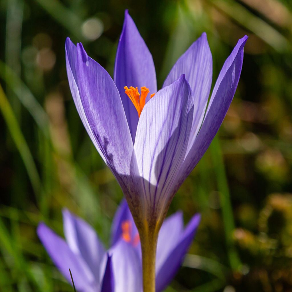 Crocus speciosus Artabir - Crocus d'automne