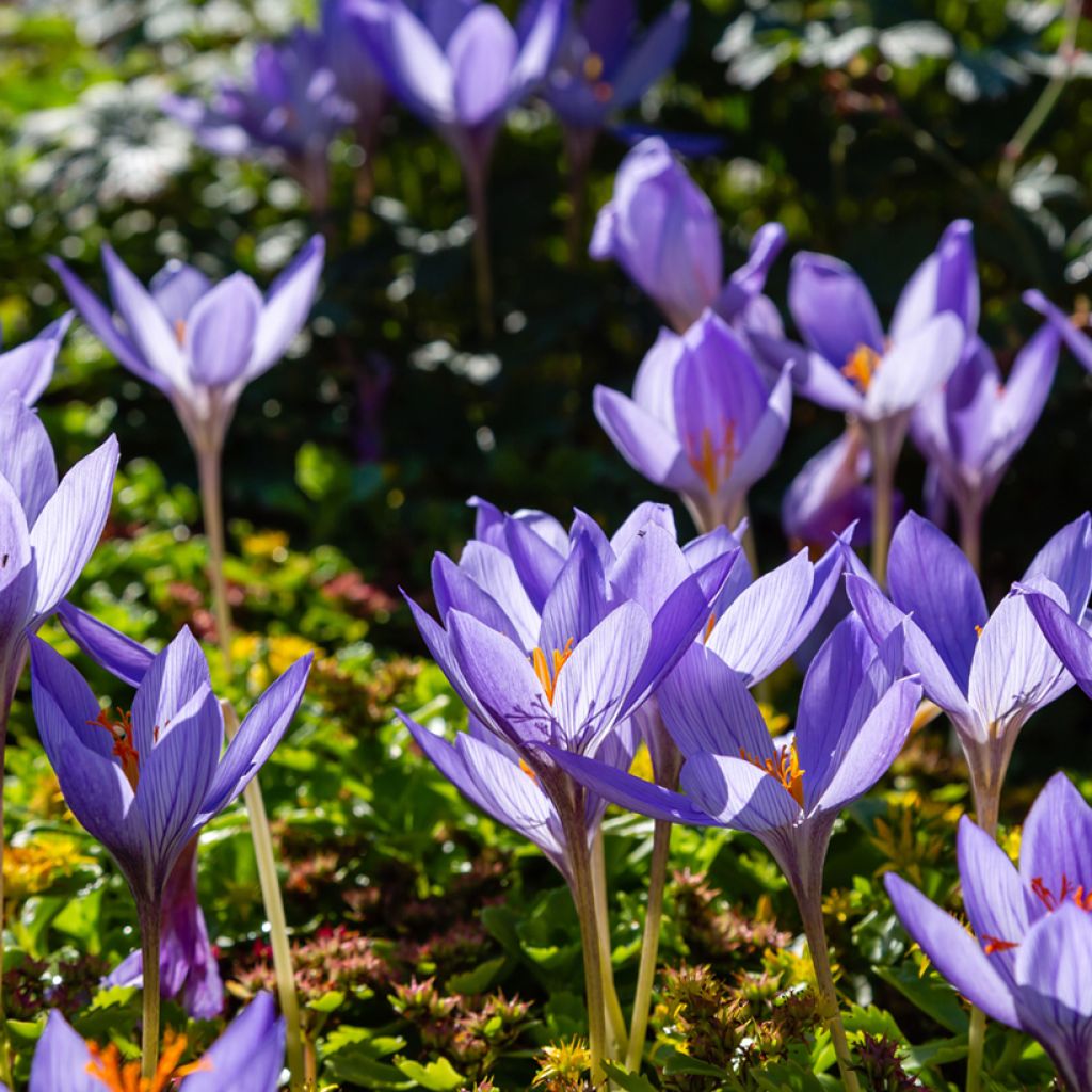 Crocus speciosus Artabir - Crocus d'automne