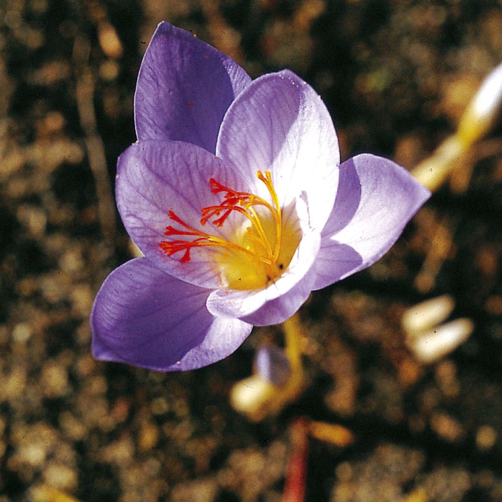 Crocus speciosus Cassiope