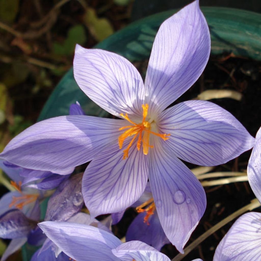 Crocus speciosus conquéror