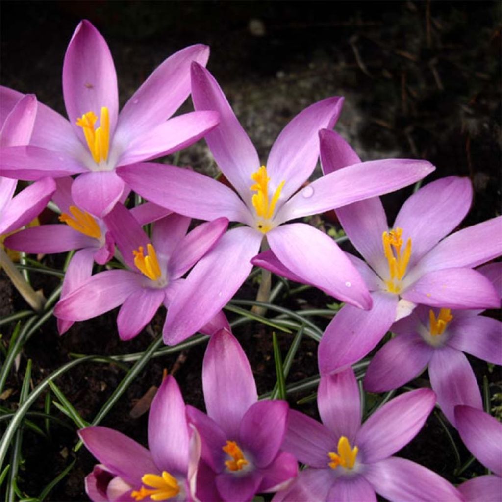 Crocus tommasinianus Roseus