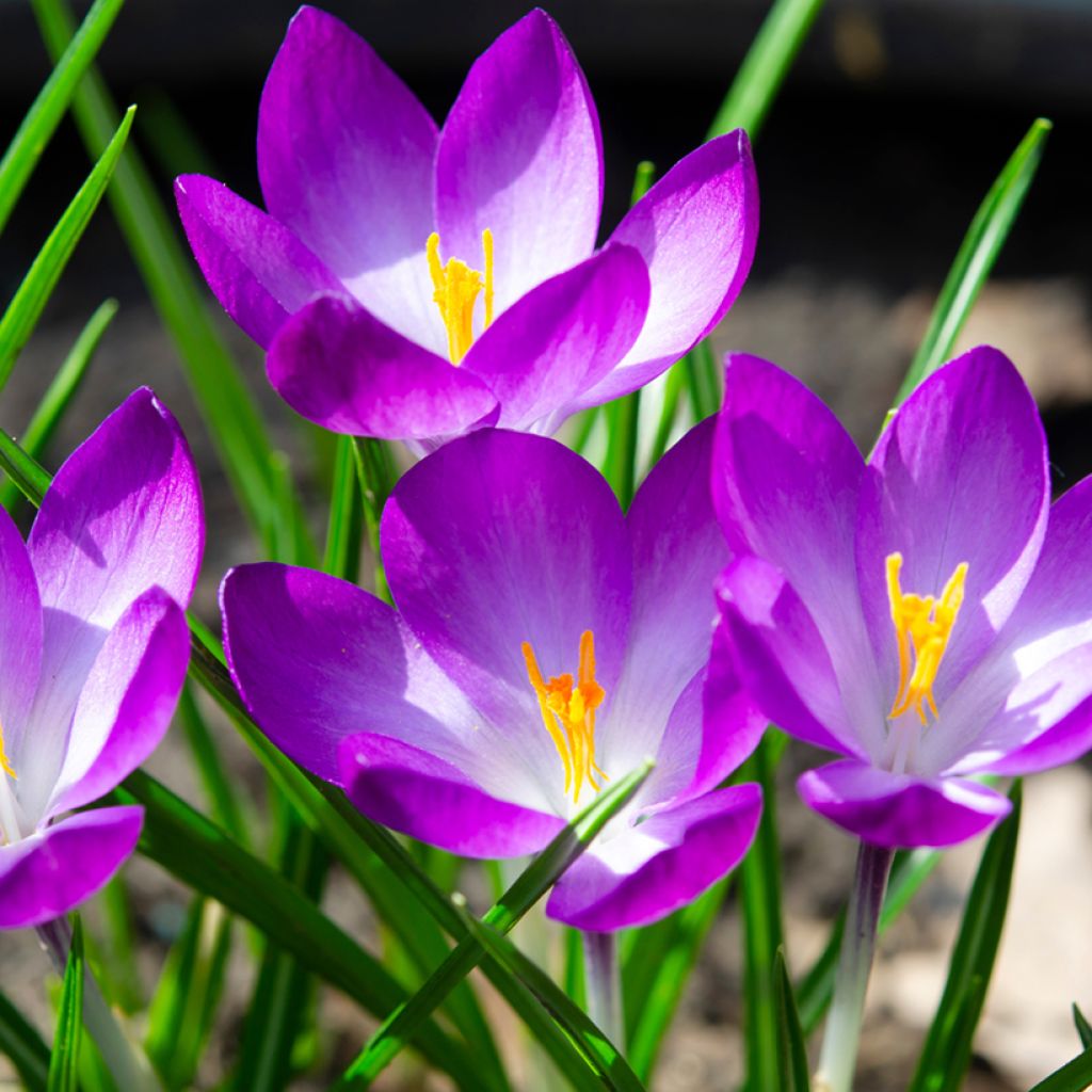 Crocus tommasinianus Ruby Giant