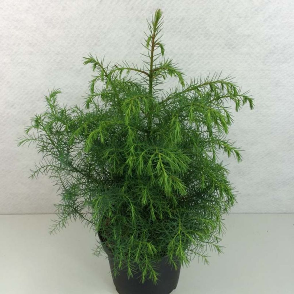 Cryptomeria japonica Elegans Viridis