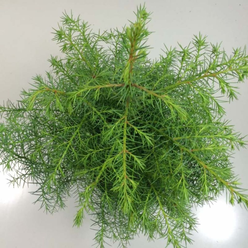 Cryptomeria japonica Elegans Viridis