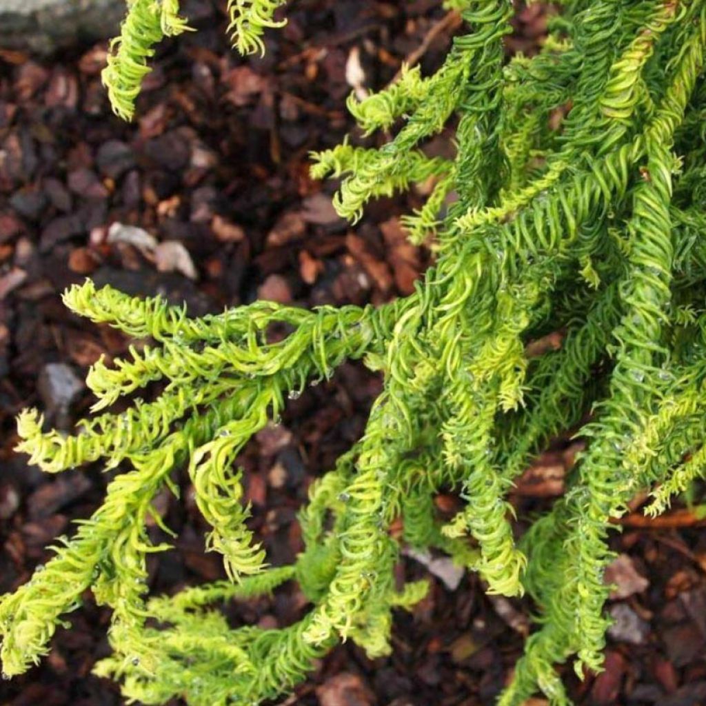 Sugi Kyara Gold - Cryptomeria japonica