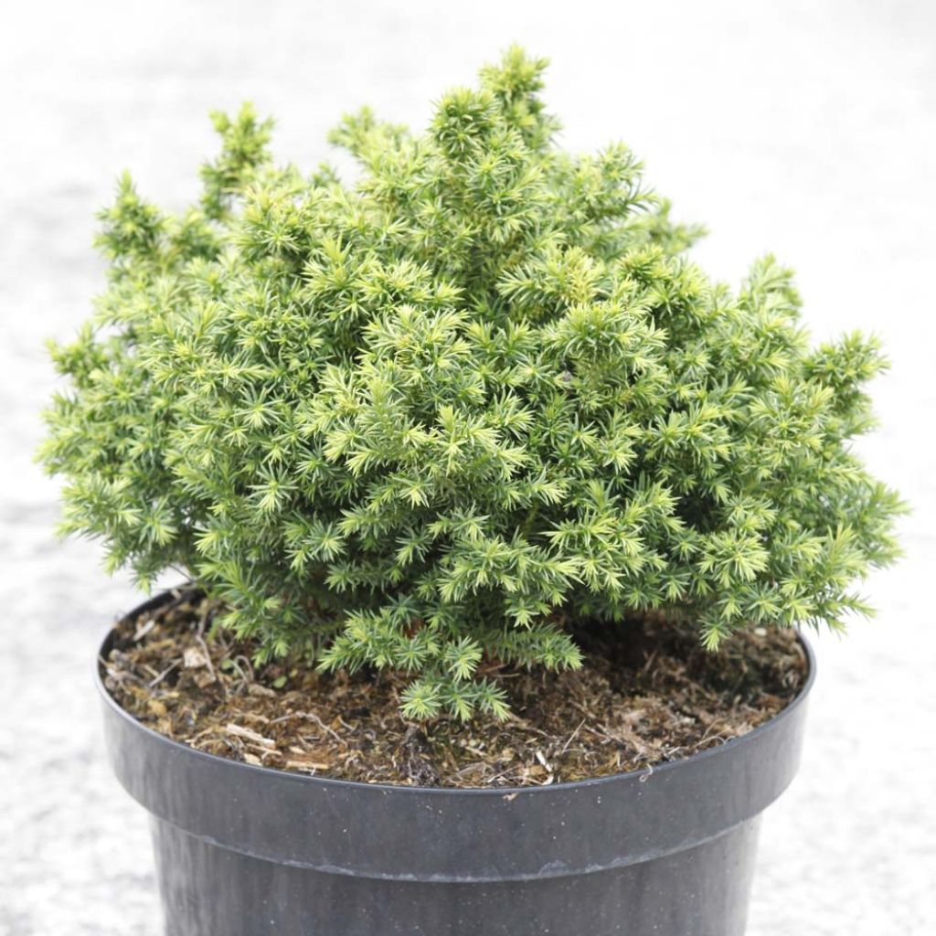 Cryptomeria japonica Vilmoriniana