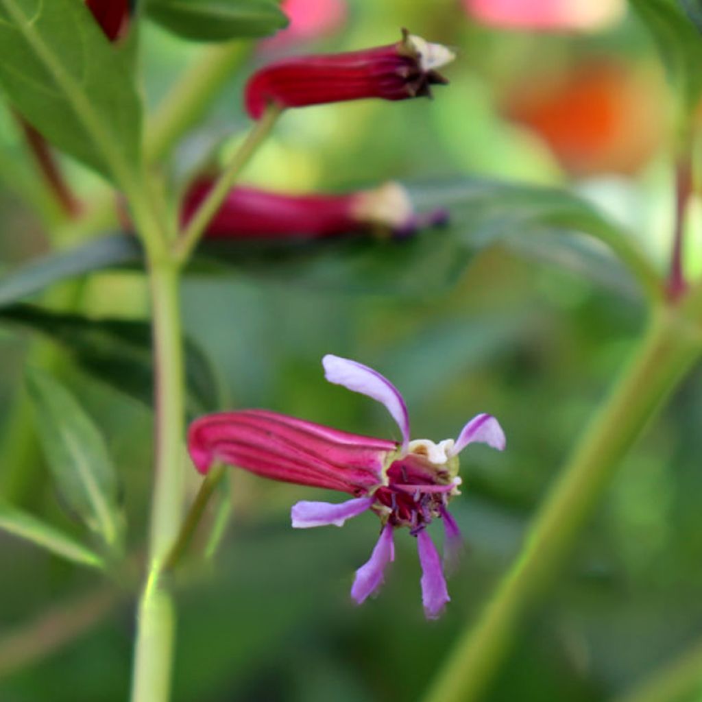 Cuphea Twinkle Pink - Cufea