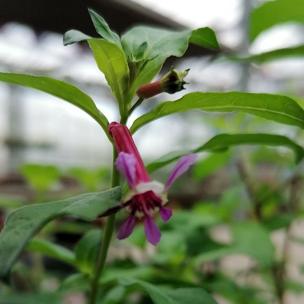 Cuphea Twinkle Pink - Cufea