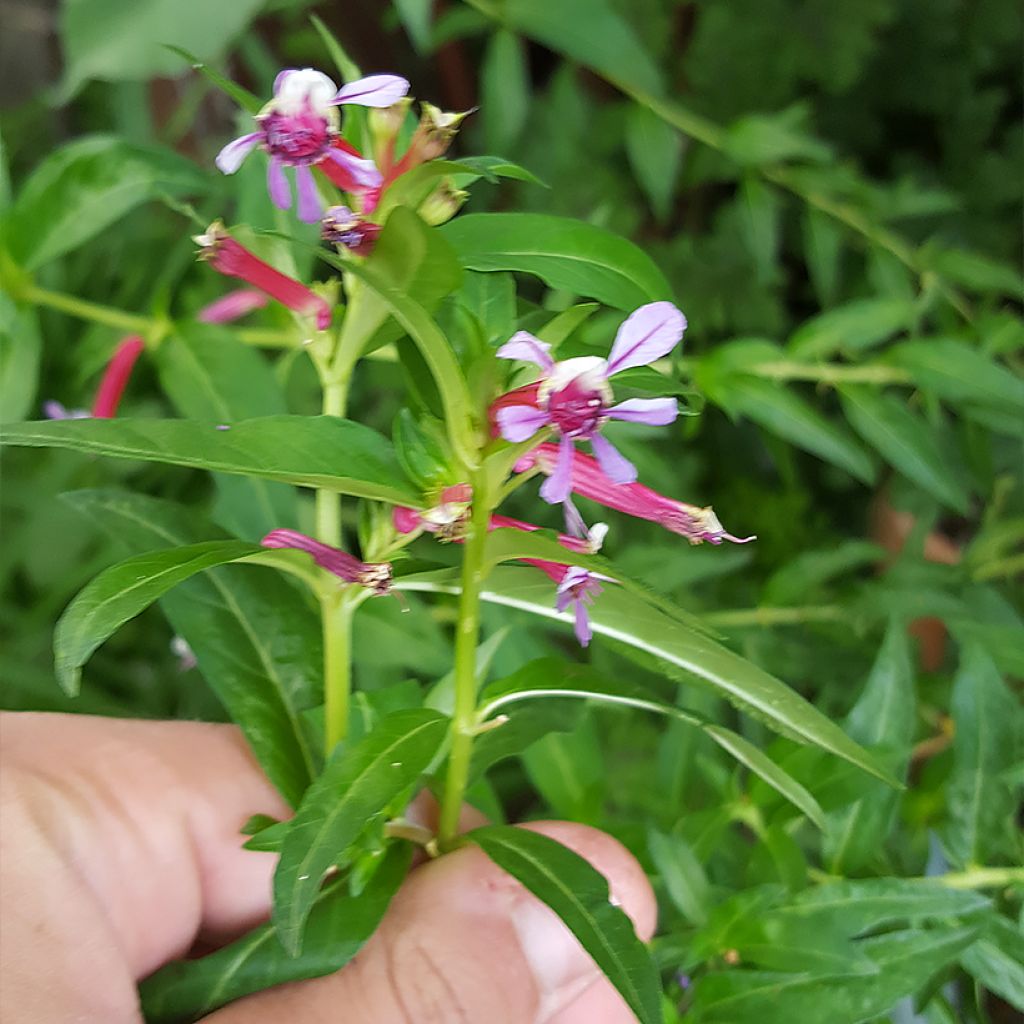 Cuphea Twinkle Pink - Cufea