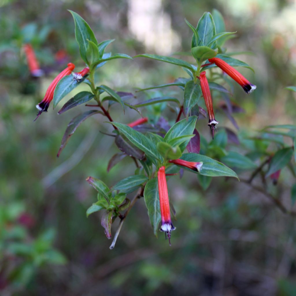 Cuphea ignea Scarlet - Planta del cigarro