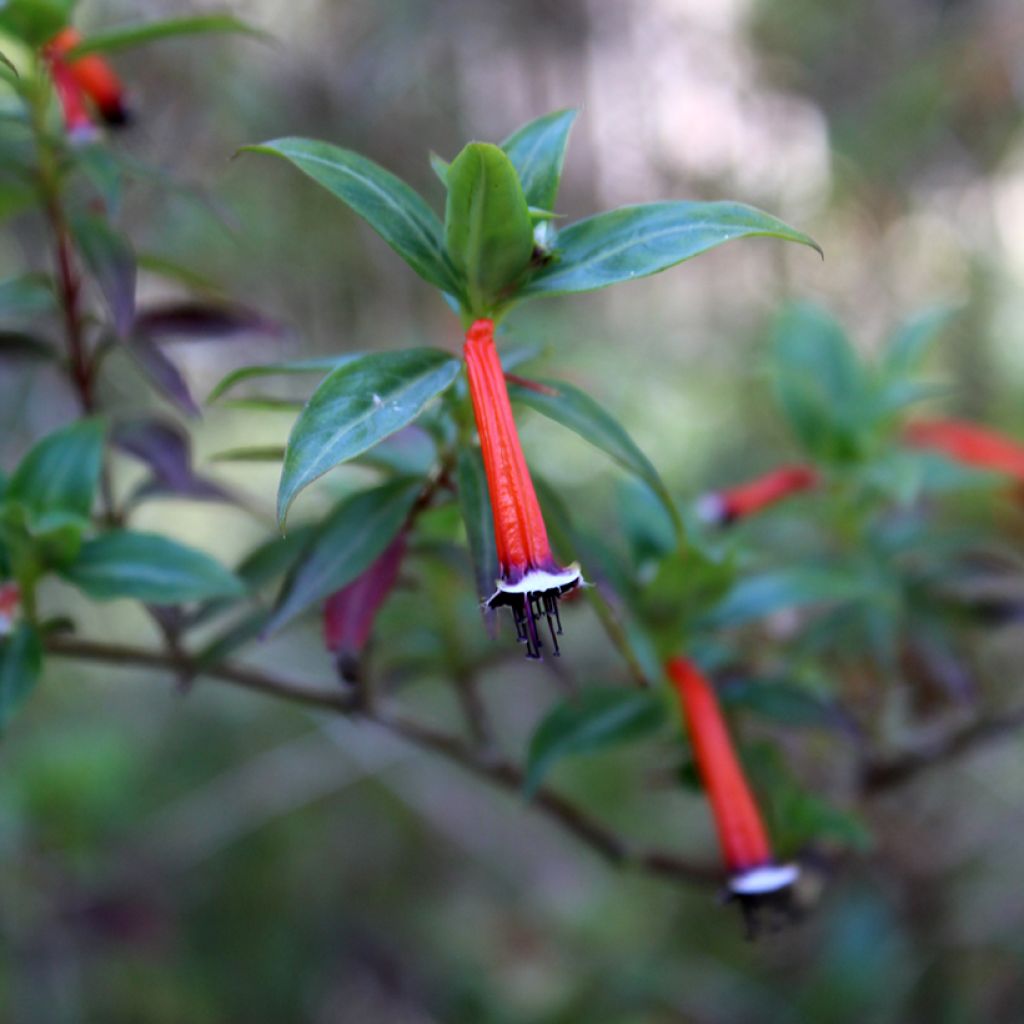 Cuphea ignea Scarlet - Planta del cigarro