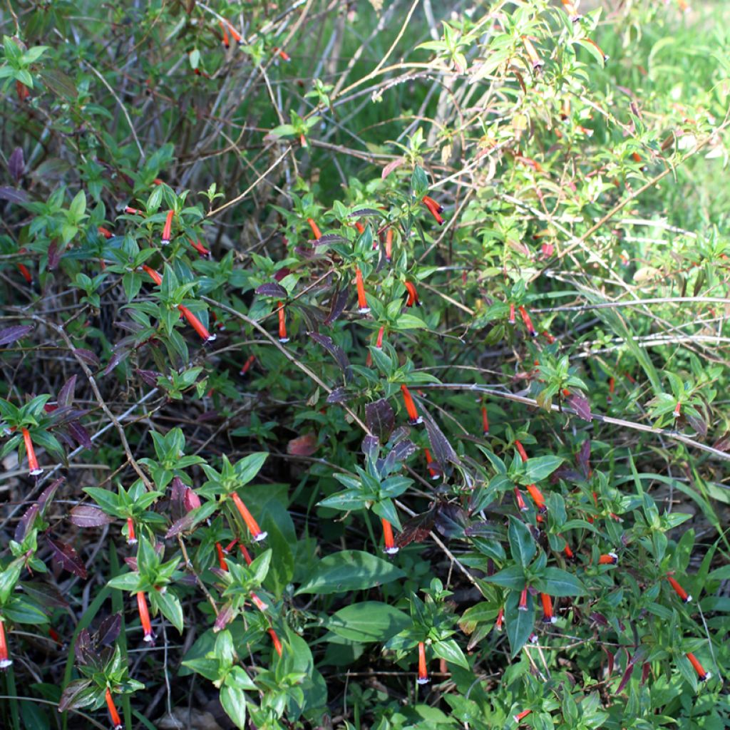 Cuphea ignea Scarlet - Planta del cigarro