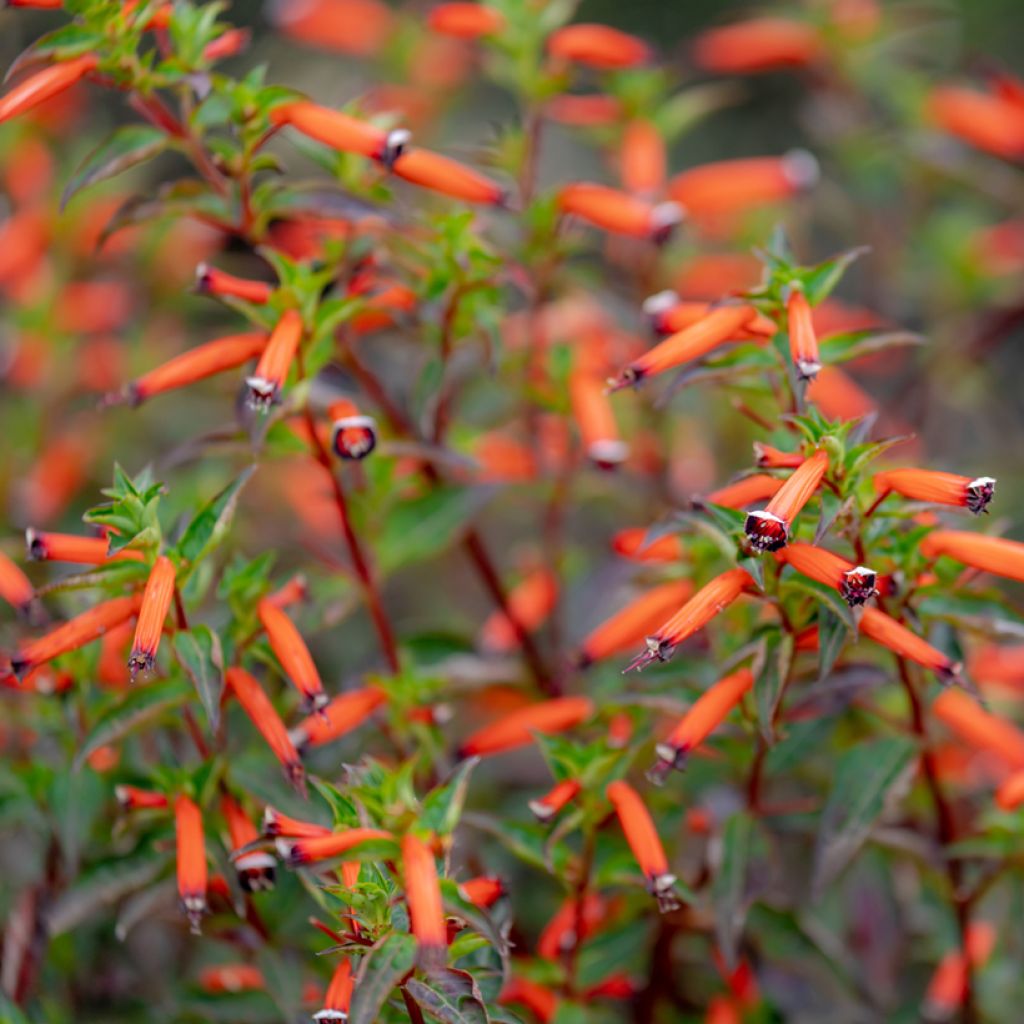 Cuphea ignea Scarlet - Planta del cigarro