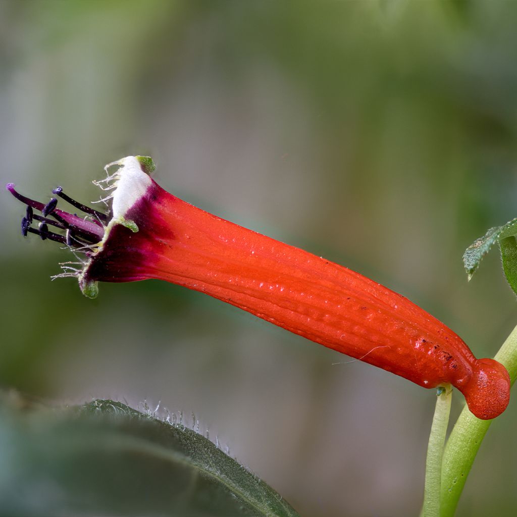 Cuphea ignea Scarlet - Planta del cigarro