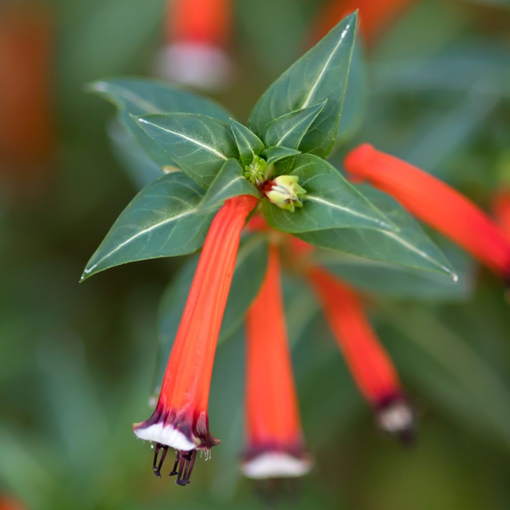 Cuphea ignea Scarlet - Planta del cigarro