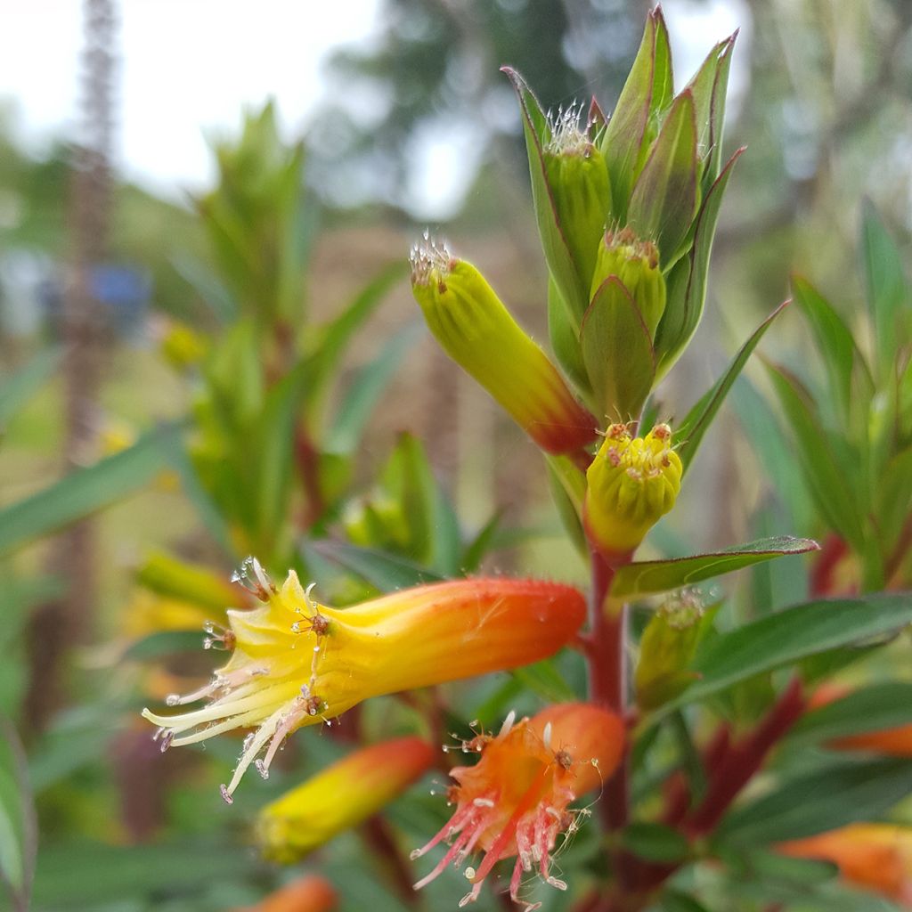 Cuphea micropetala - Cufea