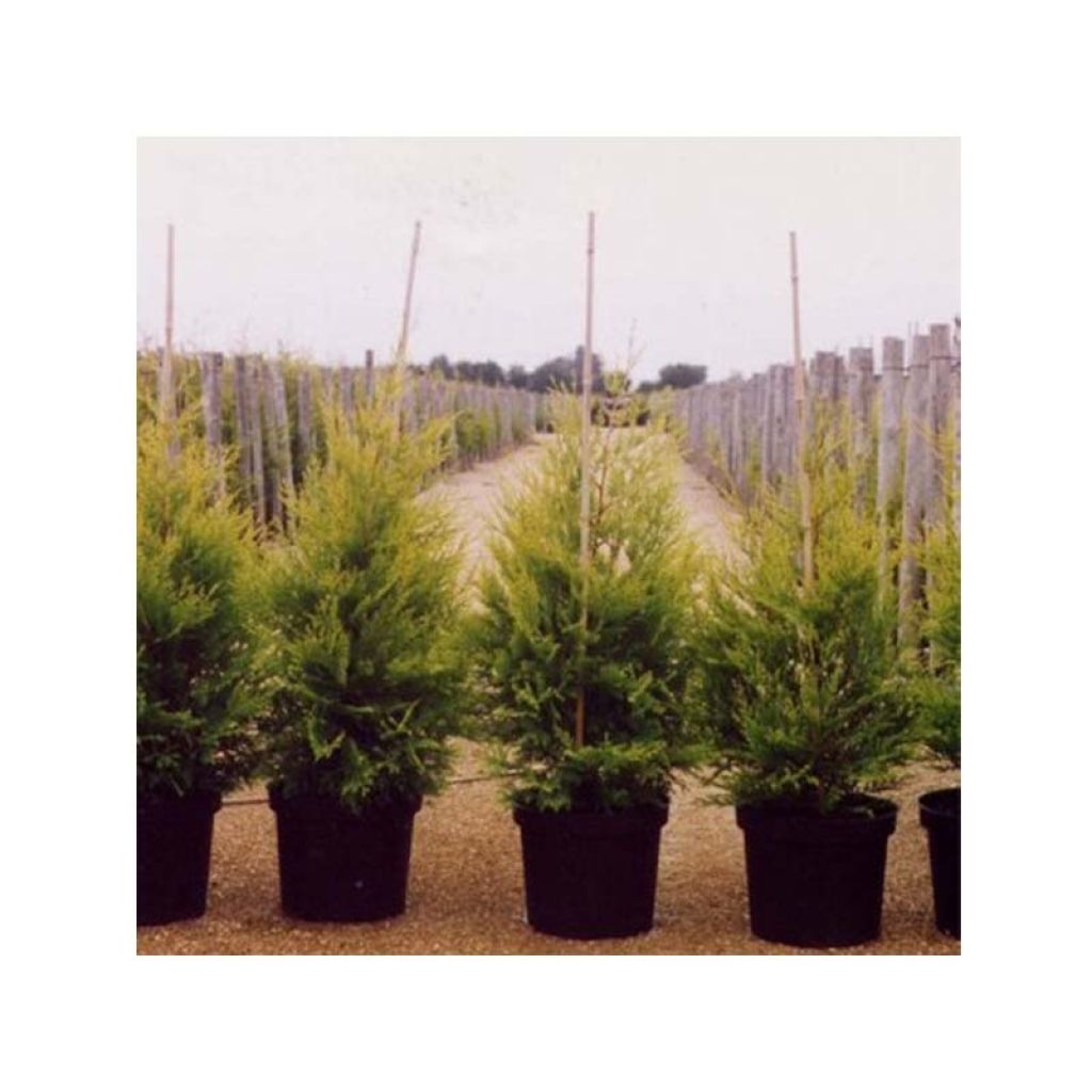 Cyprès de Leyland - Cupressocyparis x leylandii Excalibur Gold