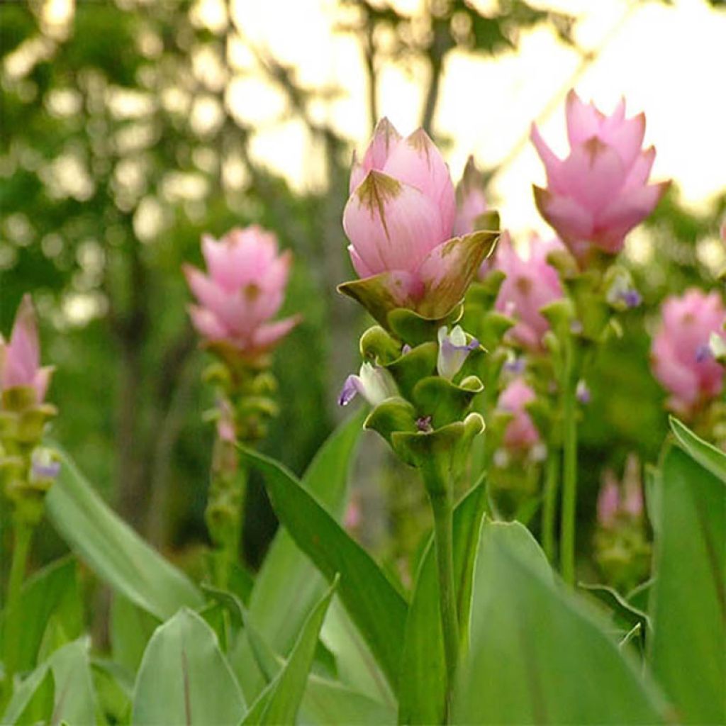 Curcuma alismatifolia Pink