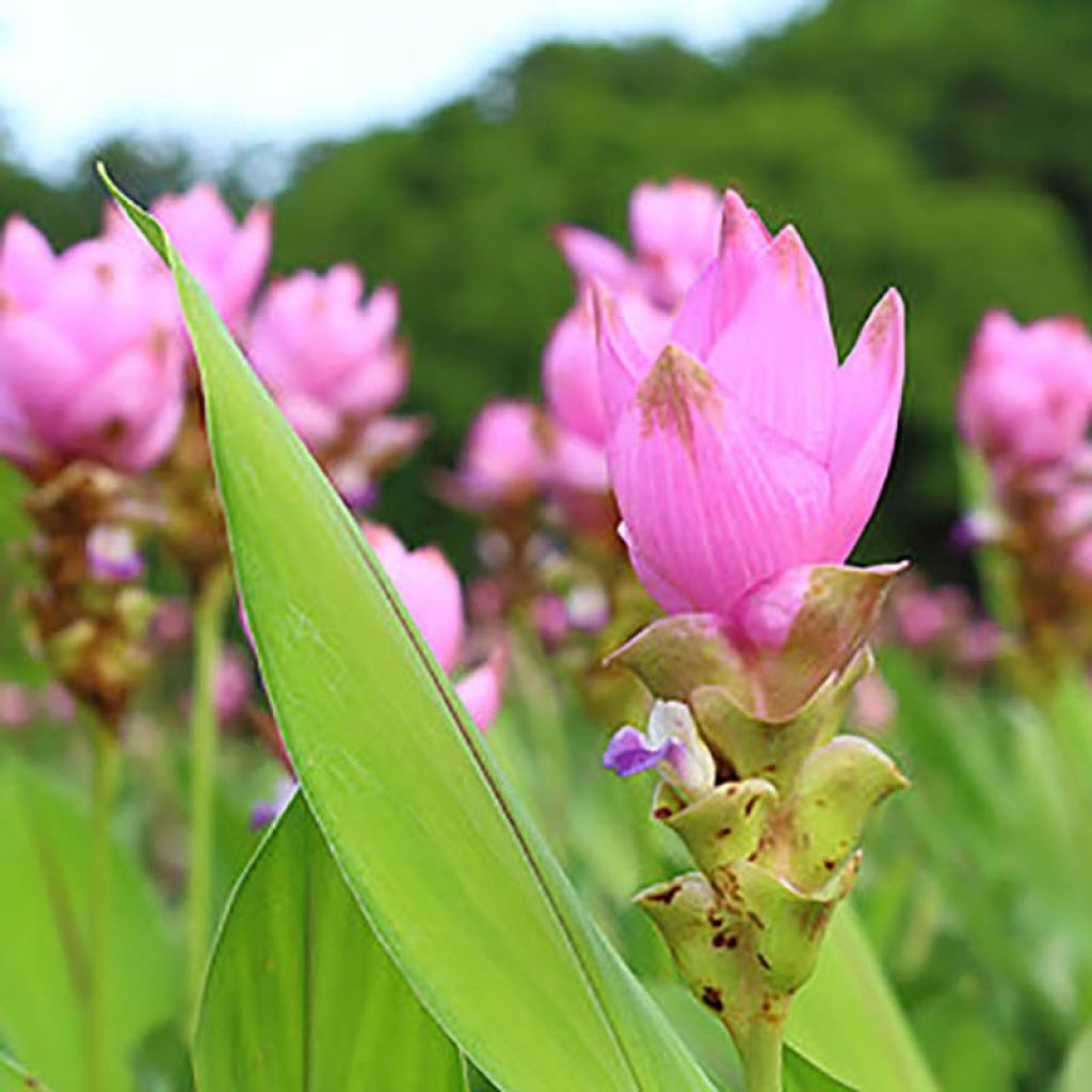 Curcuma alismatifolia Pink