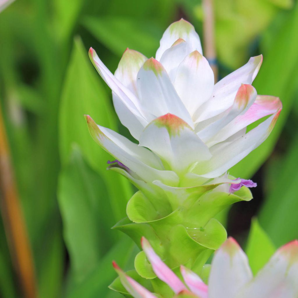 Curcuma alismatifolia White