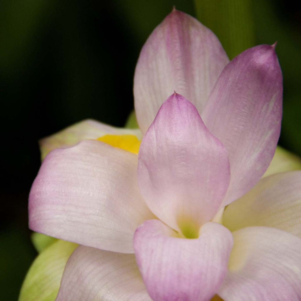 Curcuma longa - Curcuma curry