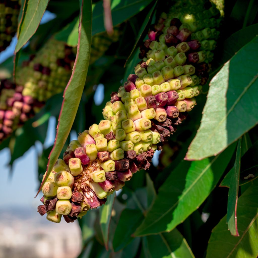 Cussonia spicata