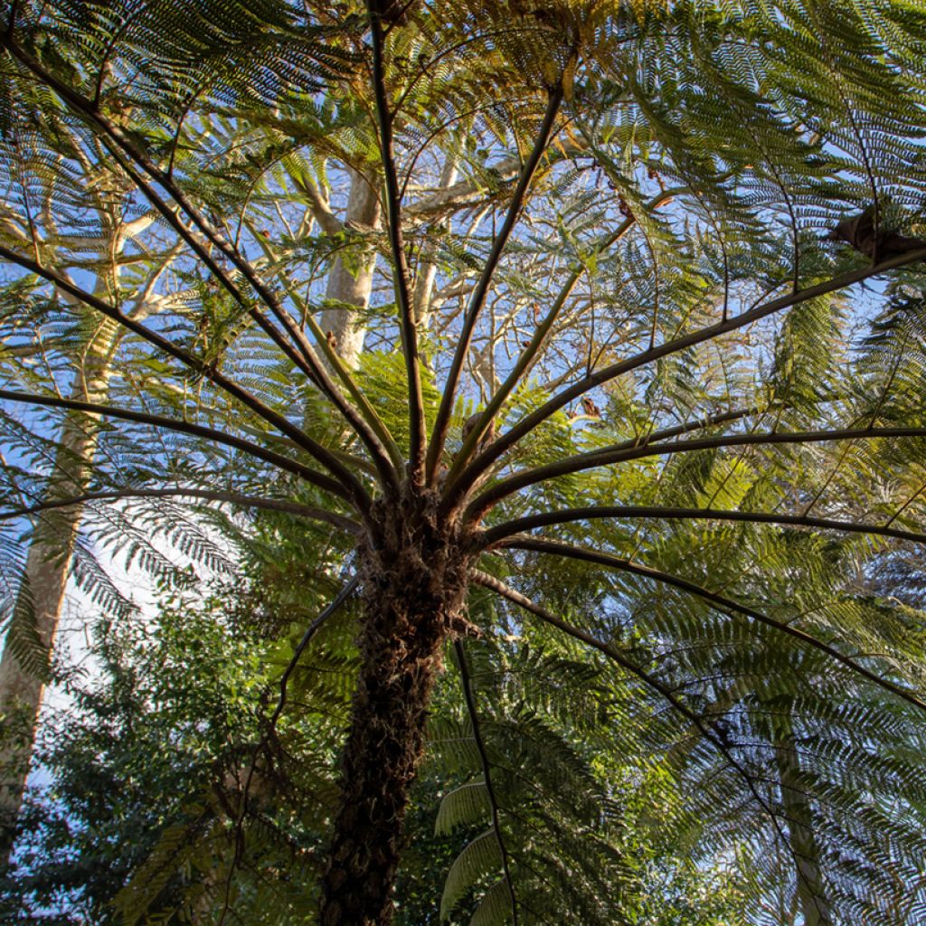 Cyathea brownii - Helecho arbóreo