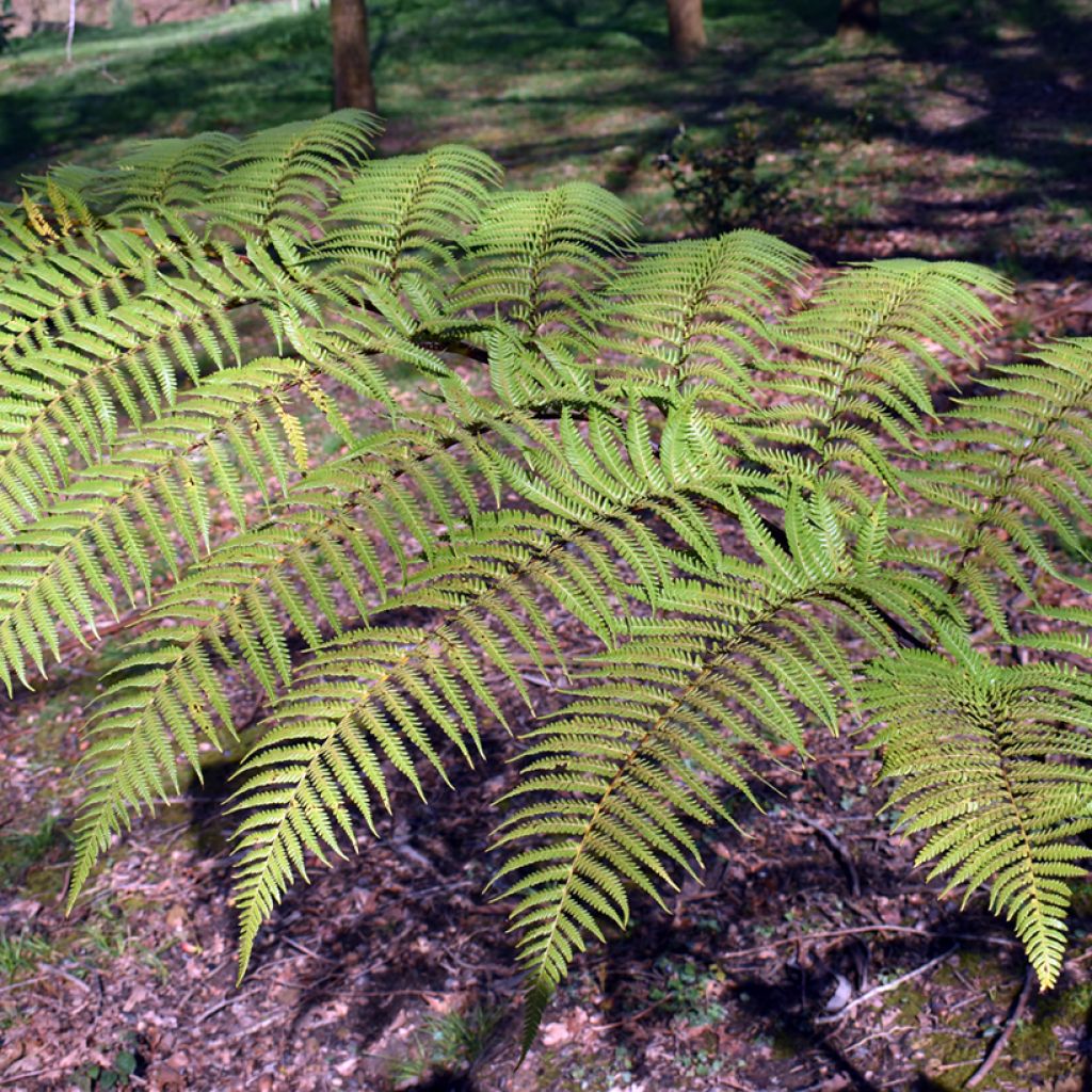 Cyathea brownii - Helecho arbóreo