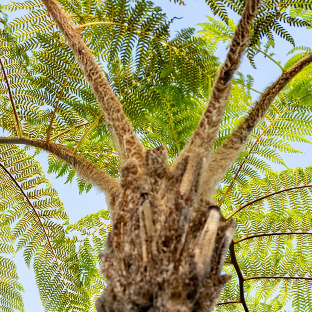 Cyathea brownii - Helecho arbóreo