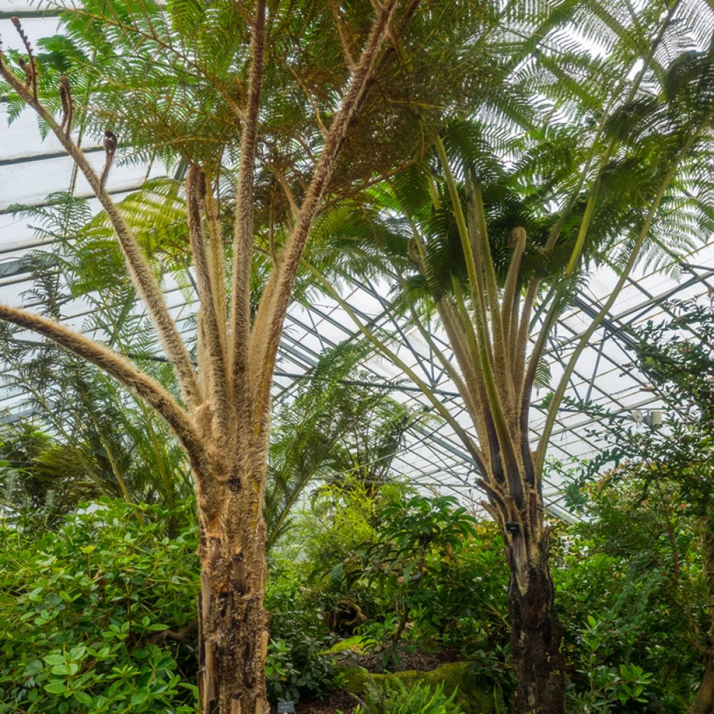 Cyathea felina - Helecho arbóreo