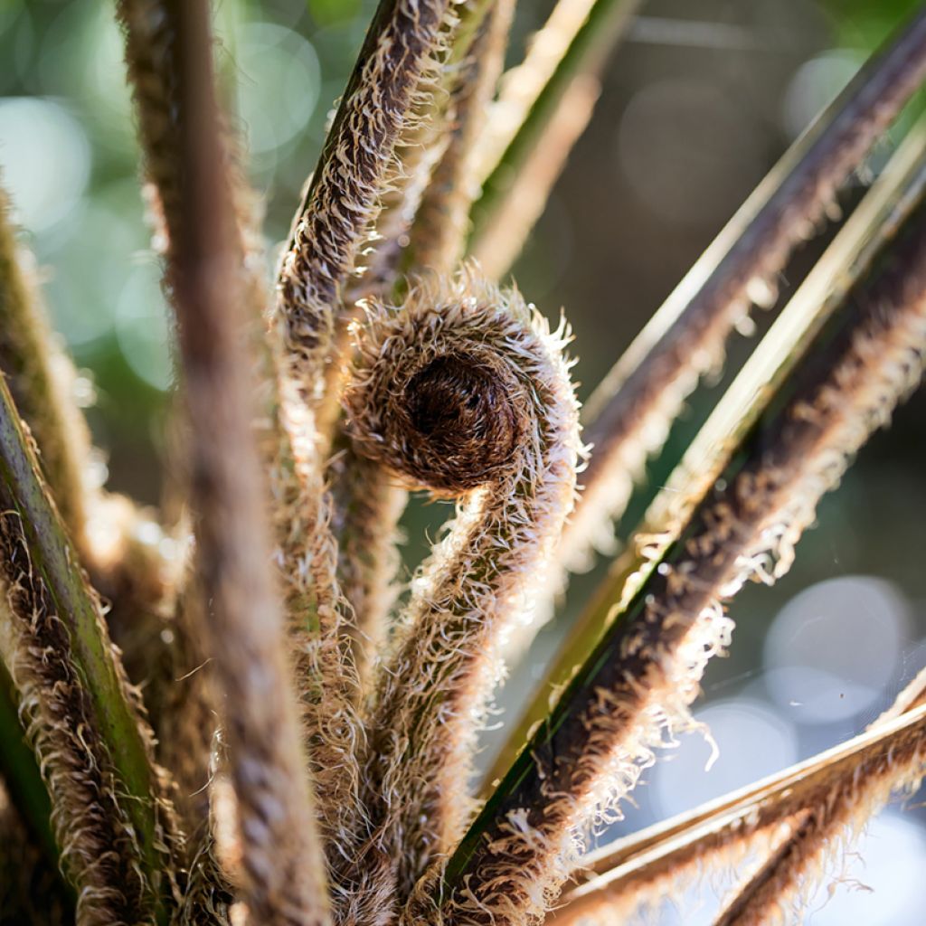 Cyathea felina - Helecho arbóreo