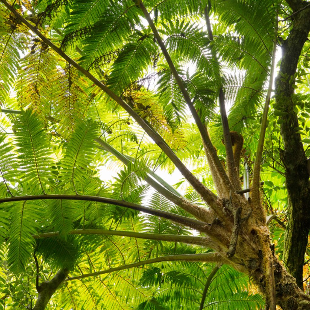 Cyathea felina - Helecho arbóreo