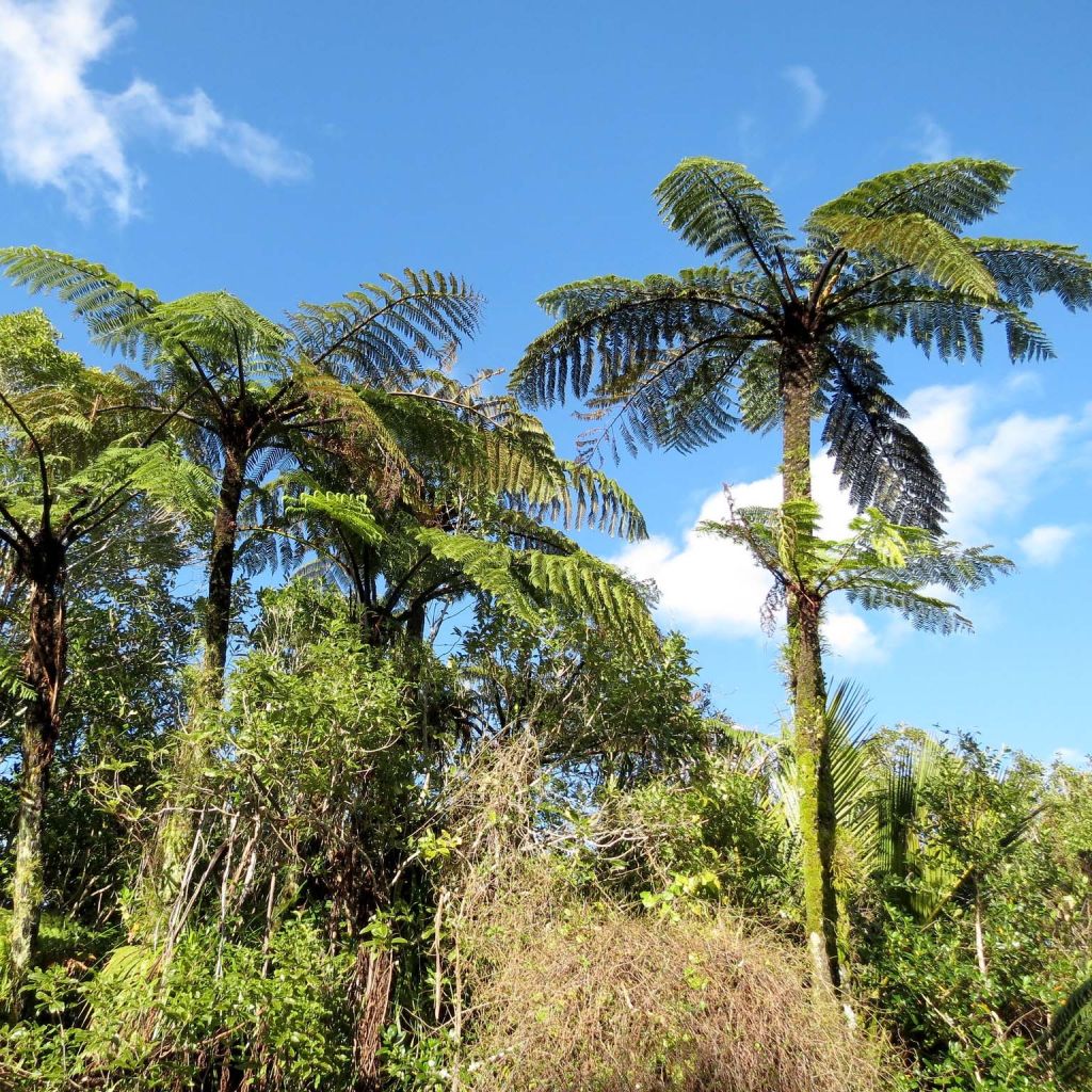 Cyathea medullaris - fougère arborescente