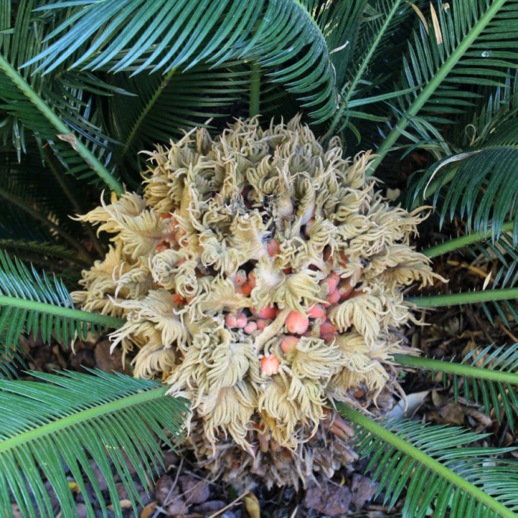 Cycas revoluta - Sagú