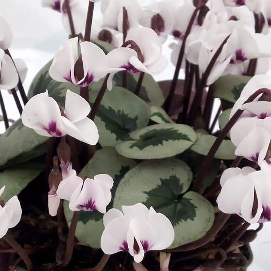 Cyclamen coum White Christmas Tree