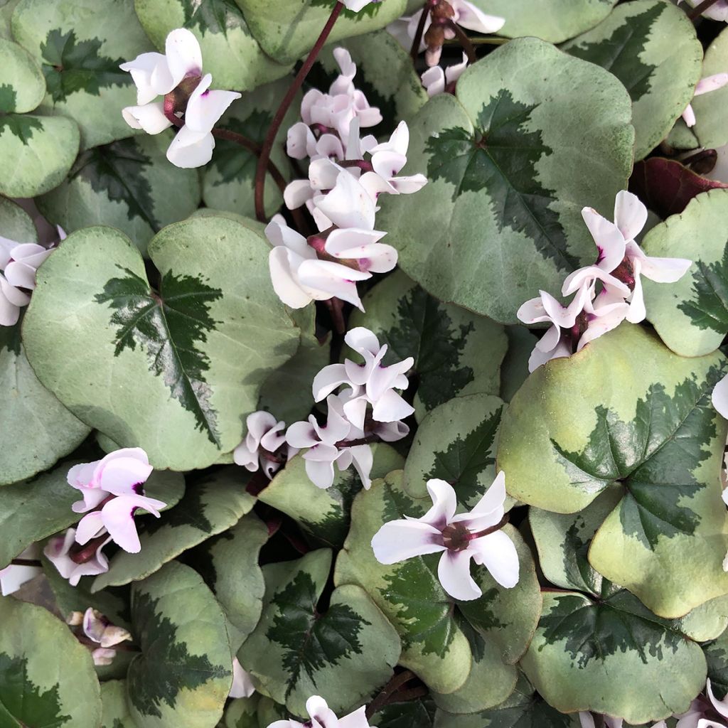 Cyclamen coum White Christmas Tree