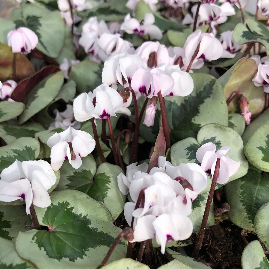 Cyclamen coum White Christmas Tree